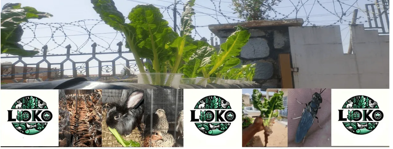 LOKO Farm